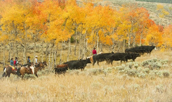 Horseback riders herding cattle.