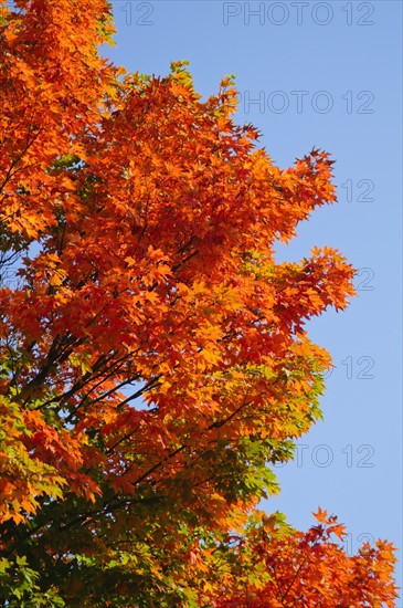 Fall Foliage