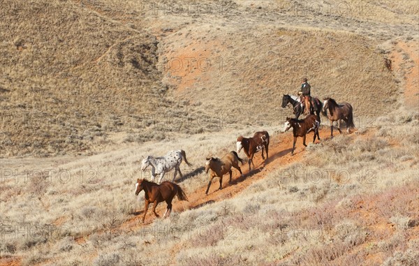 Horseback rider herding wild horses.