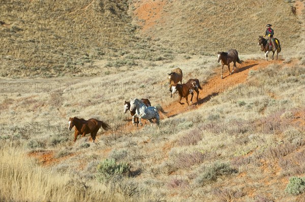 Horseback rider herding wild horses.