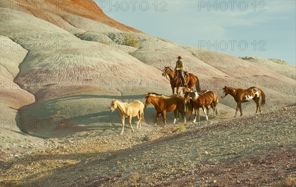 Horseback rider herding wild horses.