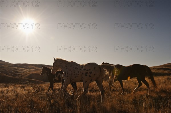 Wild horses.