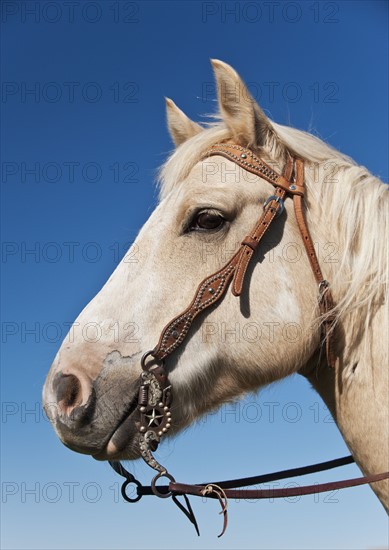 Close-up of Horse's head.