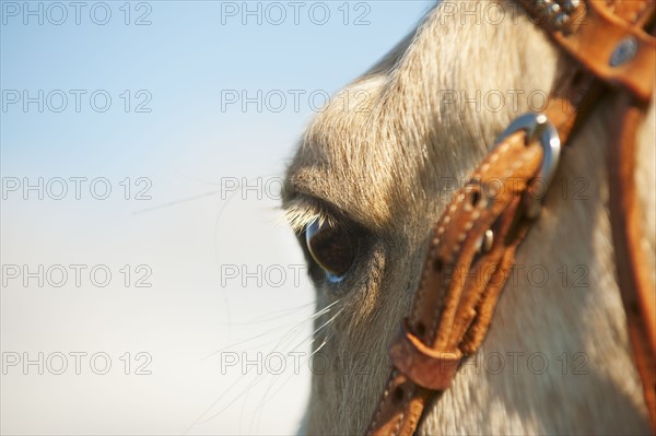 Horse bridle.