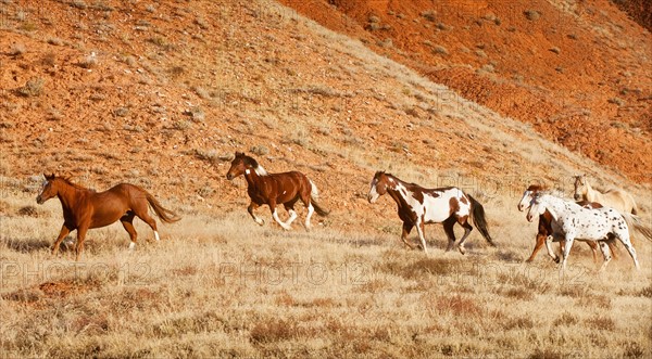 Horses running.