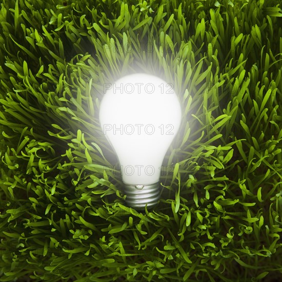 Light bulb in grass