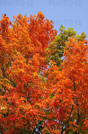 Fall Foliage