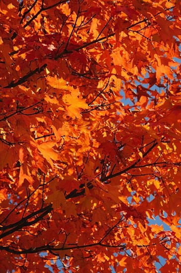 Fall Foliage