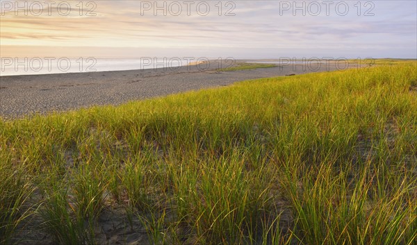 Grass beside beach.