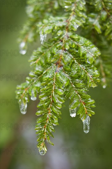 Frozen evergreen tree branch.