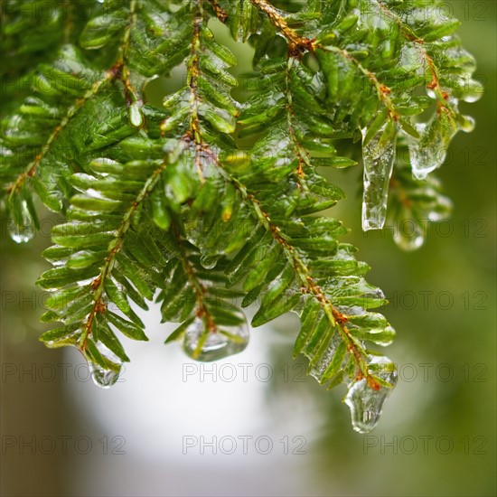 Frozen evergreen tree branch.