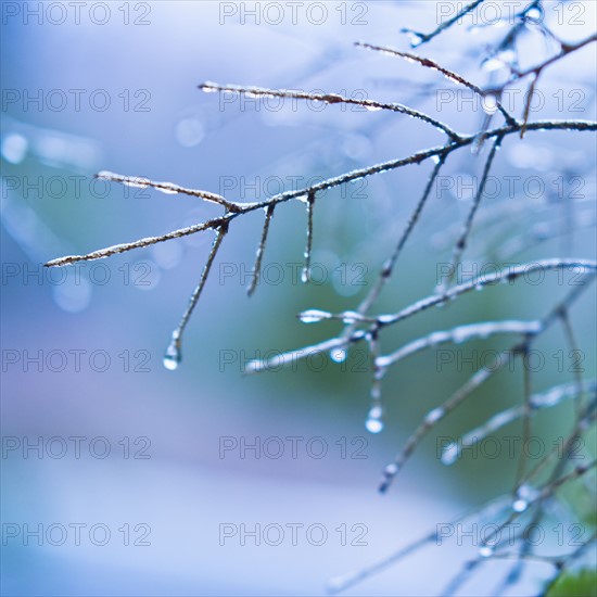 Frozen tree branch.