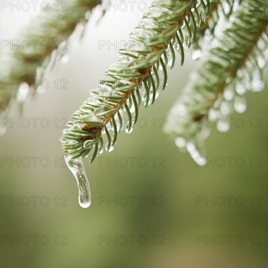 Frozen evergreen tree branch.