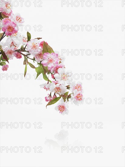 Apple blossoms. Photographer: David Arky