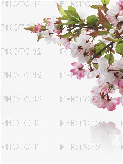 Apple blossoms. Photographer: David Arky