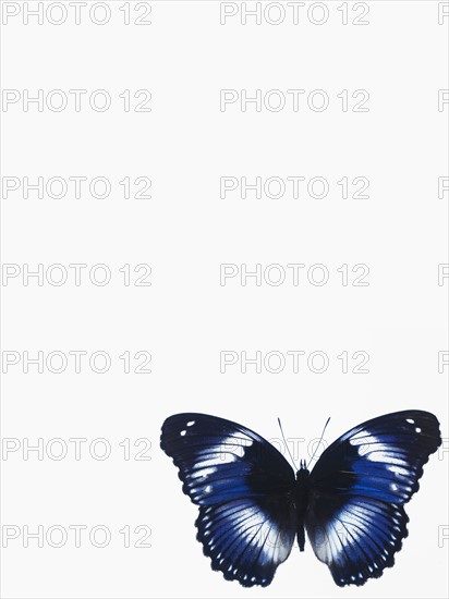 Butterfly. Photographer: David Arky