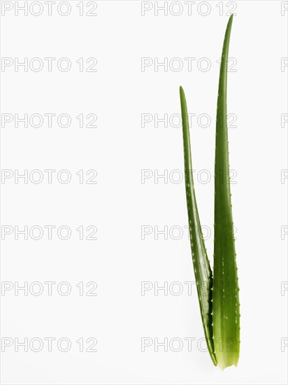 Aloe Vera plant. Photographer: David Arky