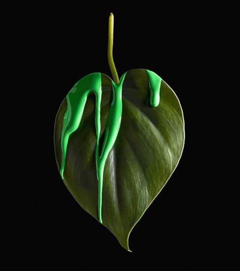 Green paint on leaf. Photographer: Mike Kemp