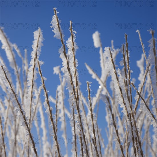 Frost on grass. Photographer: Mike Kemp