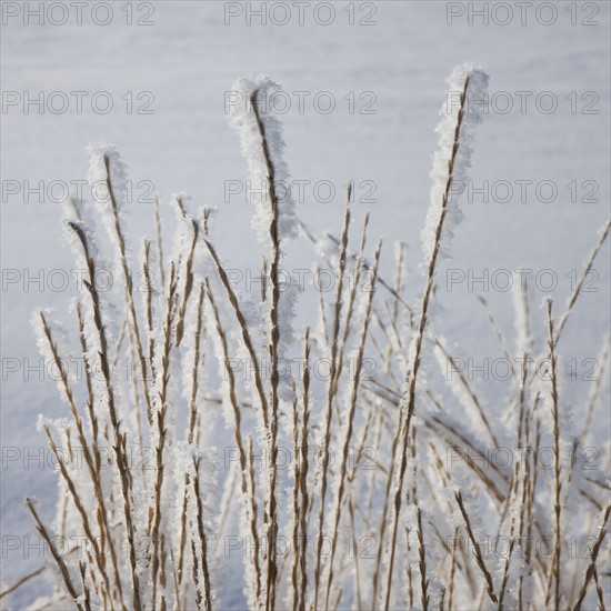 Frost on grass. Photographer: Mike Kemp