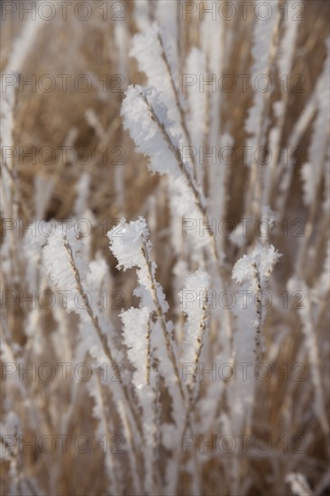 Frost on grass. Photographer: Mike Kemp