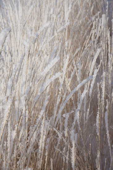 Frost on grass. Photographer: Mike Kemp