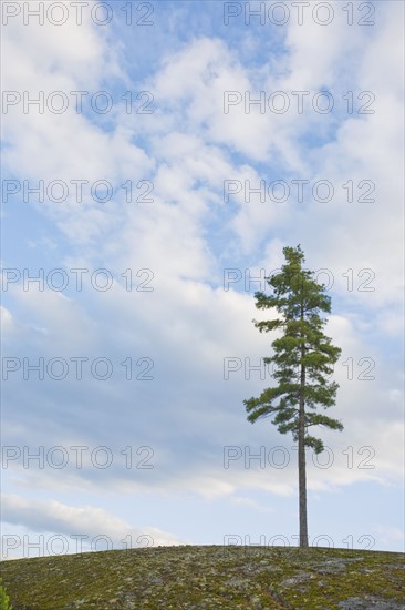 Tree on hill. Photographer: Chris Hackett