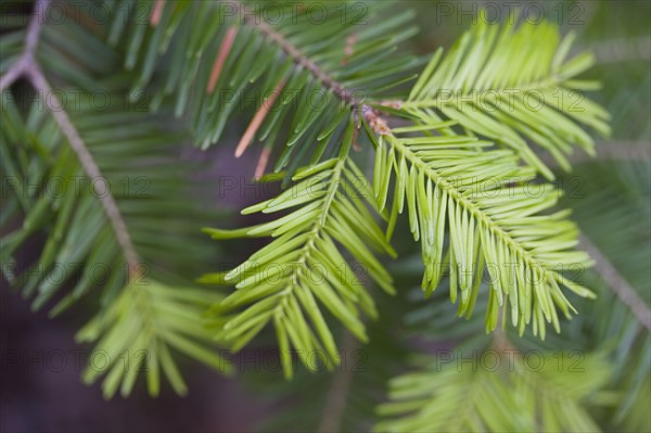 Pine bough. Photographer: Chris Hackett