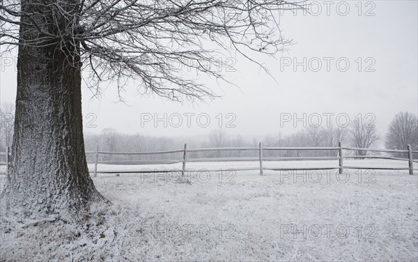 Tree in winter. Photographer: Chris Hackett