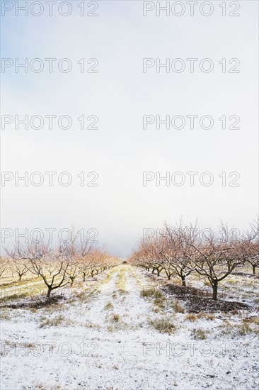 Apple orchard in winter. Photographer: Chris Hackett