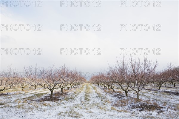 Apple orchard in winter. Photographer: Chris Hackett