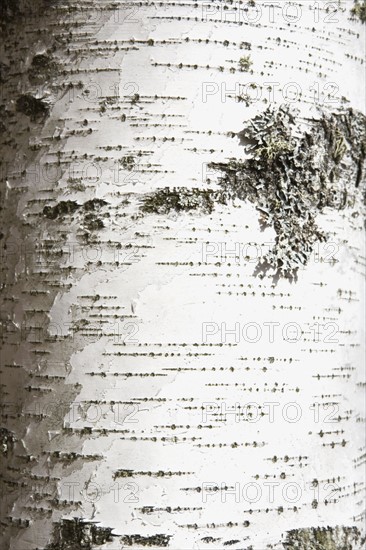 Birch bark. Photographer: Chris Hackett