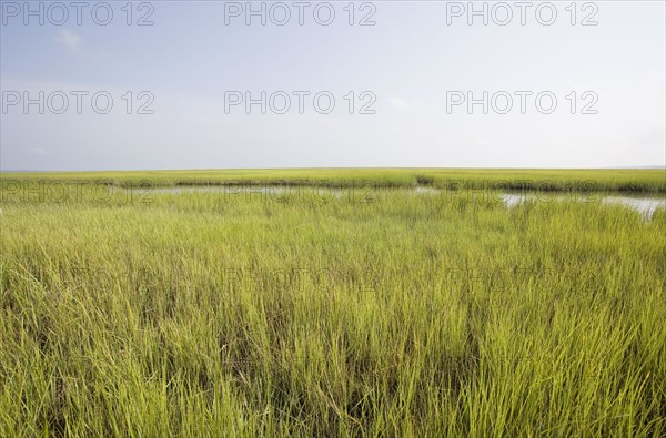 Grass. Photographer: Chris Hackett