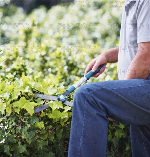 Man trimming ivy. Photographer: momentimages