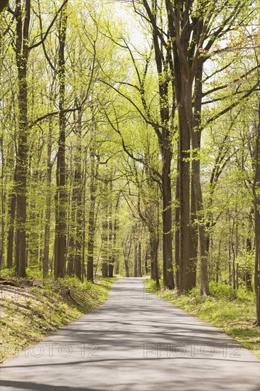 Path in the forest. Photographer: Chris Hackett