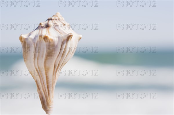 Conch. Photographer: Chris Hackett