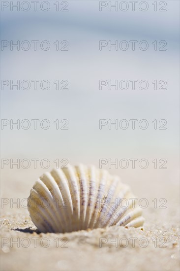 Sea shell. Photographer: Chris Hackett