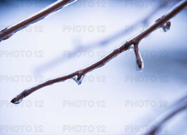 Icy tree branch.