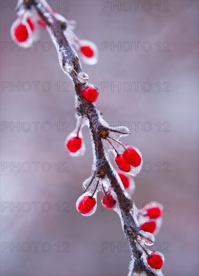 Icy holly branch.