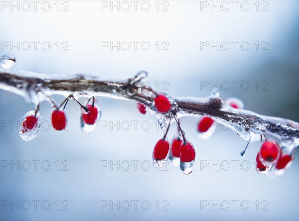 Icy holly branch.