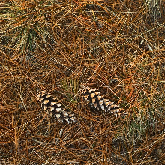 Pine cones.