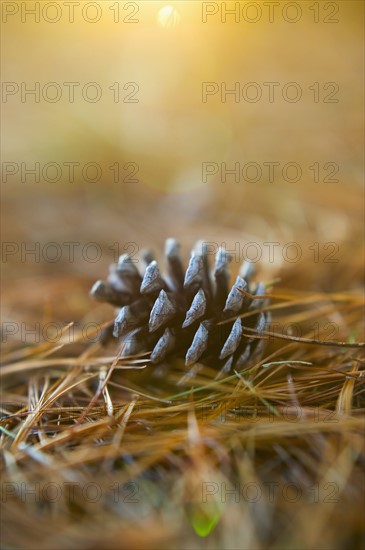 Pinecone.