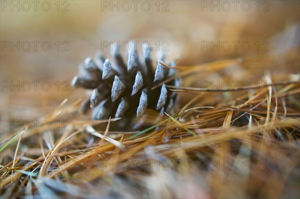 Pinecone.