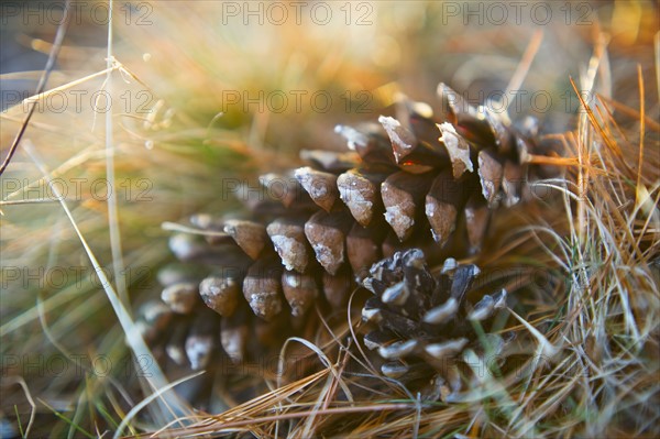 Pinecones.