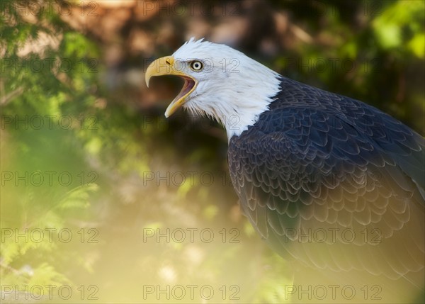 Bald eagle.