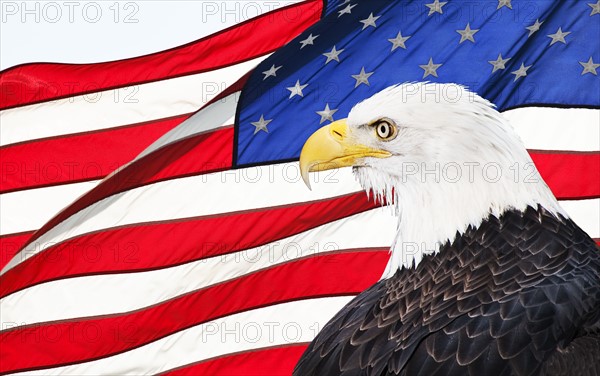 Eagle and American flag.