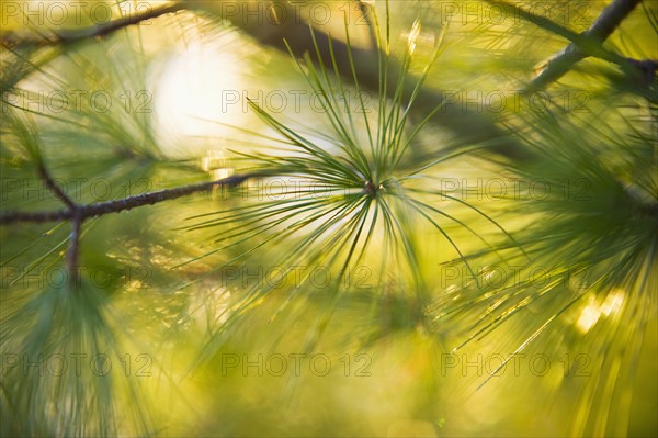 Pine tree branch.