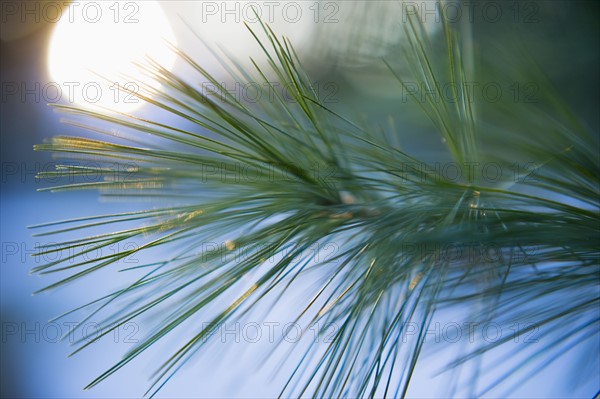 Pine needles.