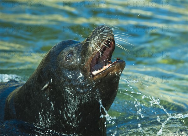 Sea lion.