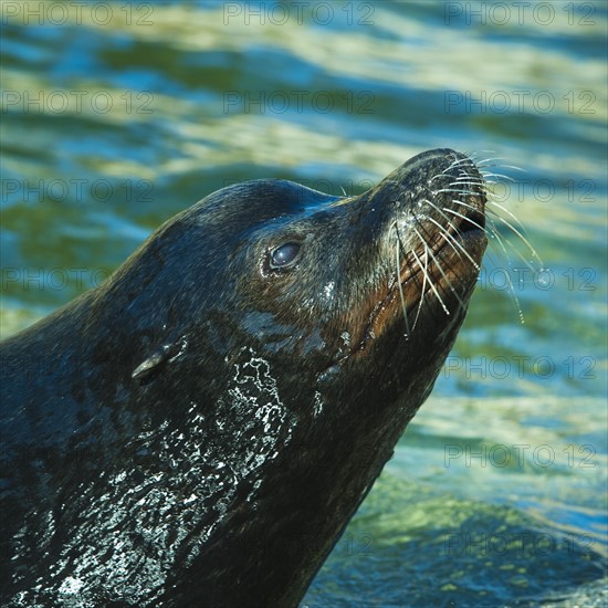 Sea lion.